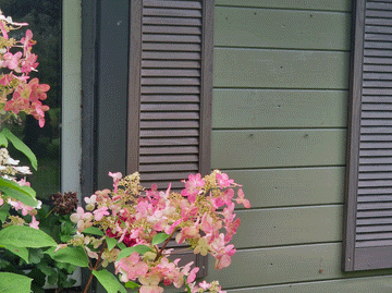 Why choose oil for wood?